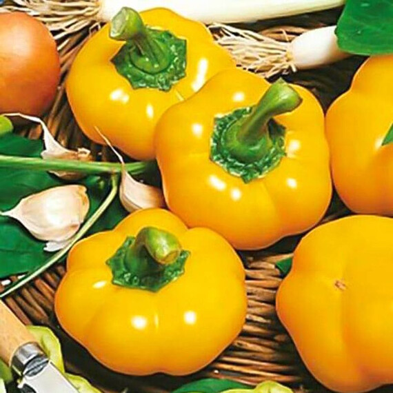 Семена перца Топепо Еллоу Hortus 10 г, Фасовка: Проф упаковка 10 г | Agriks