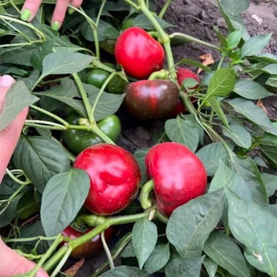 Семена перца Виннер F1 Breeding Seeds 250 шт | Agriks