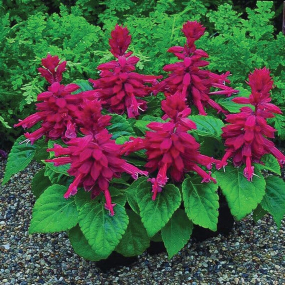 Насіння сальвії Сальса burgundy Syngenta Flowers 100 шт, Різновиди: Burgundy, Фасовка: Проф упаковка 100 шт | Agriks