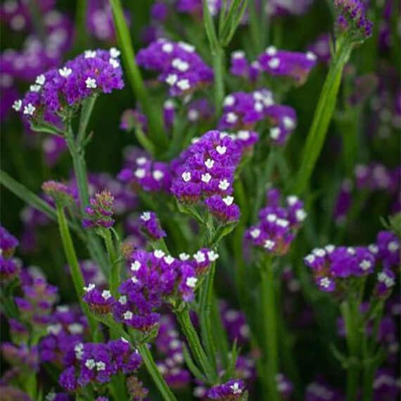 Насіння статиці Пурпуровий монарх Floragran 5 г, Різновиди: Пурпуровий монарх, Фасовка: Проф упаковка 5 г | Agriks