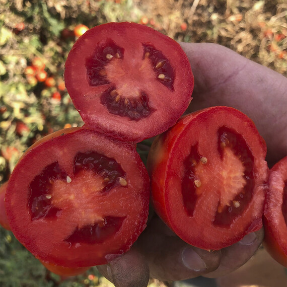 Семена томата детерминантного 2123 F1 Heinz 5 000 шт, Фасовка: Проф упаковка 5 000 шт | Agriks