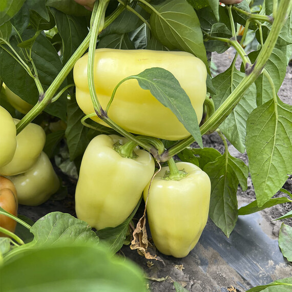 Семена перца Весна F1 Breeding Seeds 250 шт | Agriks