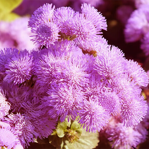 Семена агератума Пинк Болл Голд Floragran 0,1 г , Фасовка: Мини упаковка 0,1 г | Agriks