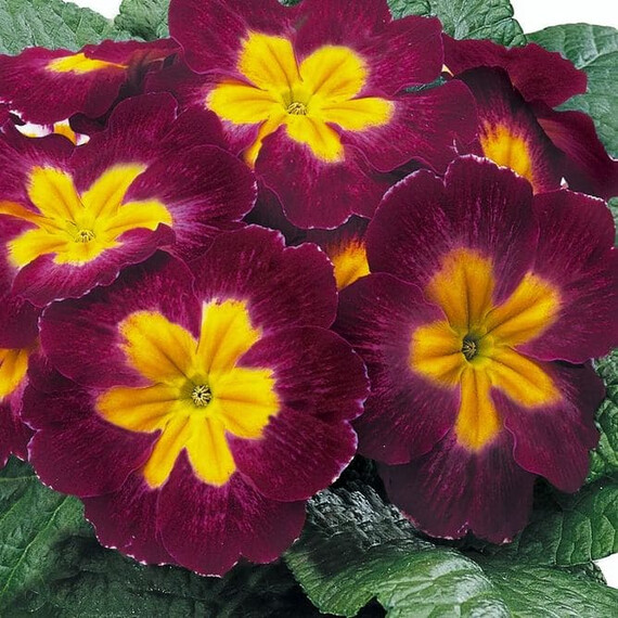 Насіння примули Данова F1 burgundy bicolor Sakata 100 шт, Різновиди: Burgundy Bicolor, Фасовка: Проф упаковка 100 шт | Agriks