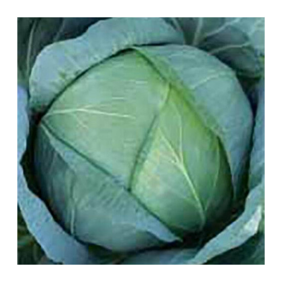 Бирюза Satimex семена капусты б/к , Фасовка: Средняя упаковка 10 г | Agriks