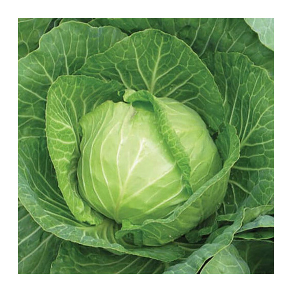 Каменная голова Hortus семена капусты б/к , Фасовка: Средняя упаковка 10 г | Agriks
