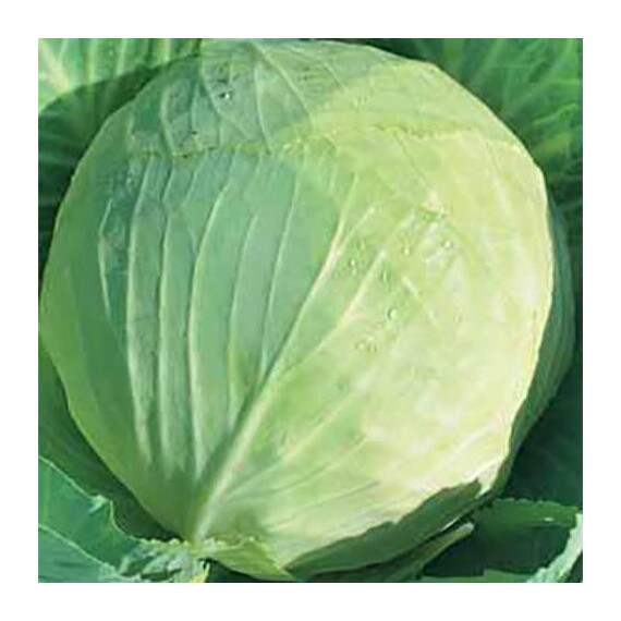 Українська осінь Hortus насіння капусти б/г, Фасовка: Проф упаковка 100 г | Agriks