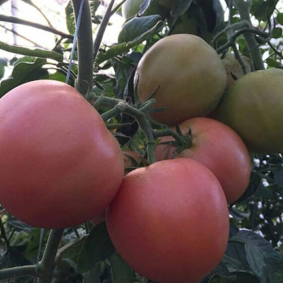 Семена томата индетерминантного Мануса F1 Rijk Zwaan от 5 шт (Agriks), Фасовка: Мини упаковка 5 шт | Agriks