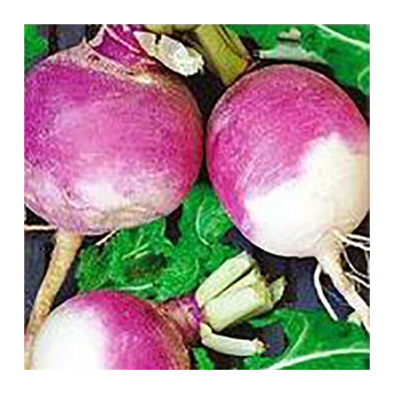 Насіння турнепсу Самсон Satimex від 100 г, Фасовка: Проф упаковка 1кг | Agriks