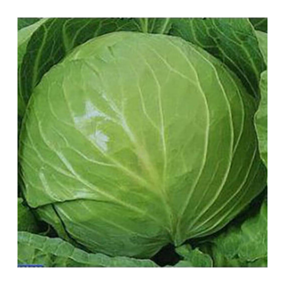 Експрес Hortus насіння капусти б/г, Фасовка: Проф упаковка 100 г | Agriks