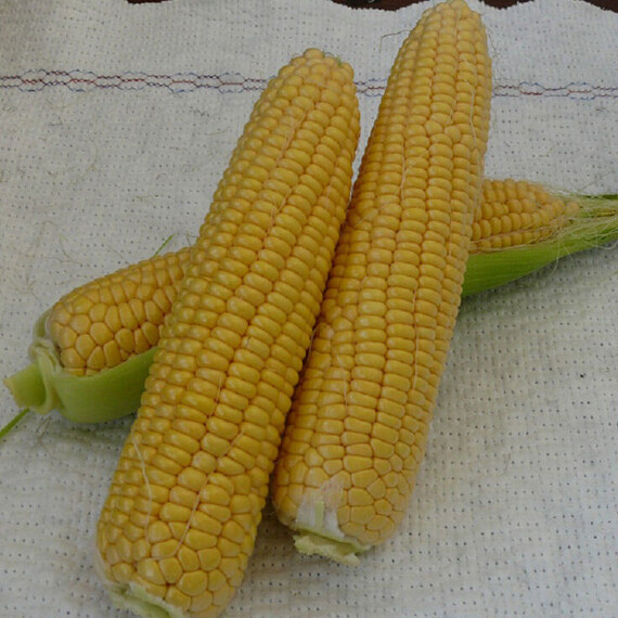Хаммер F1 Lark Seeds семена кукурузы сахарной (сладкой), Фасовка: Проф упаковка 2 500 шт | Agriks