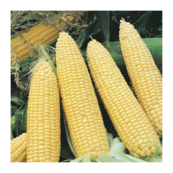 Nasko Zea 80/24 F1 Nasko насіння кукурудзи цукрової (солодкої), Фасовка: Проф упаковка 250 шт | Agriks