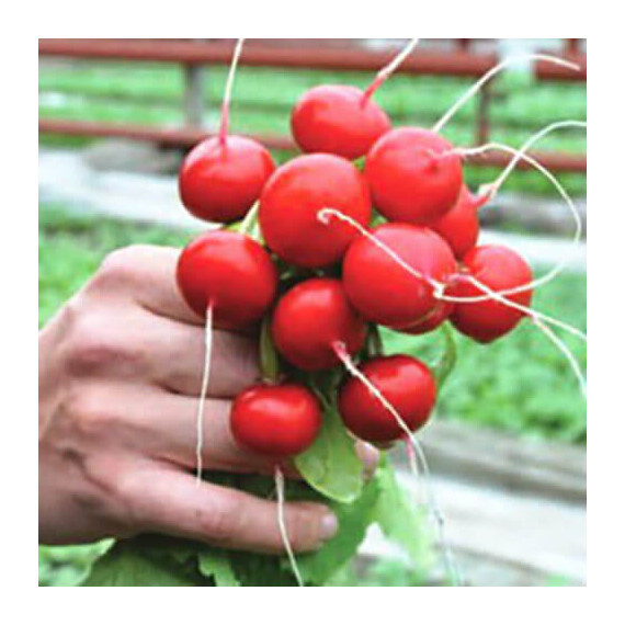 Ирен F1 Rijk Zwaan от 50 г, Фасовка: Проф упаковка 25 000 шт | Agriks