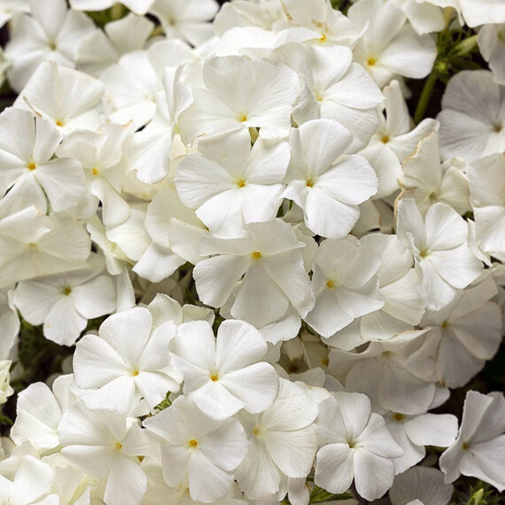 Насіння флокса Б'юті white W.Legutko 5 г, Різновиди: White, Фасовка: Проф упаковка 5 г | Agriks