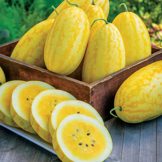 Жако F1 (PL 6003) Asia Seed семена арбуза, Фасовка: Мини упаковка 10 шт | Agriks