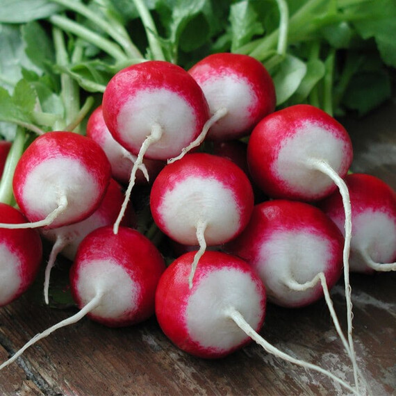 Семена редиса Полонеза Moravoseed от 100 г, Фасовка: Проф упаковка 100 г | Agriks