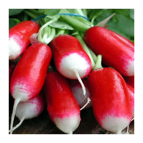 Семена редиса Слована Moravoseed от 100 г, Фасовка: Проф упаковка 100 г | Agriks