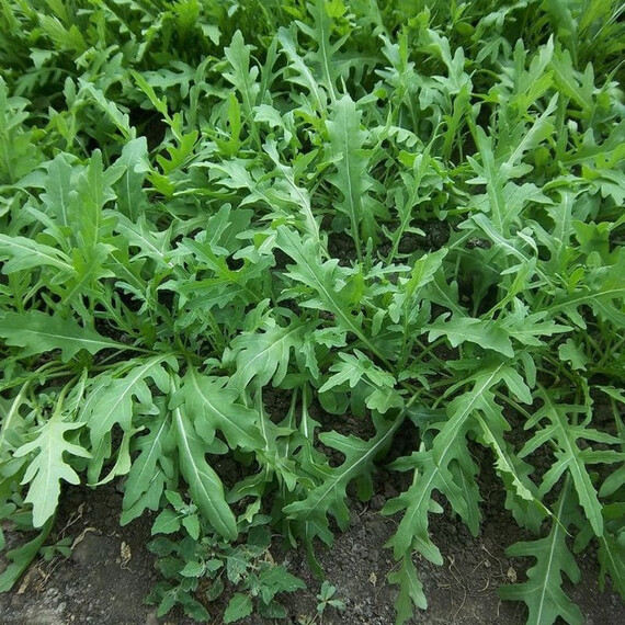 Семена рукколы Рокет салат Moravoseed от 10 г, Фасовка: Мини упаковка 10 г | Agriks