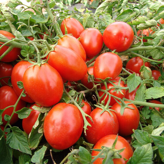 Семена томата детерминантного Терион Moravoseed от 5 г, Фасовка: Проф упаковка 5 г | Agriks