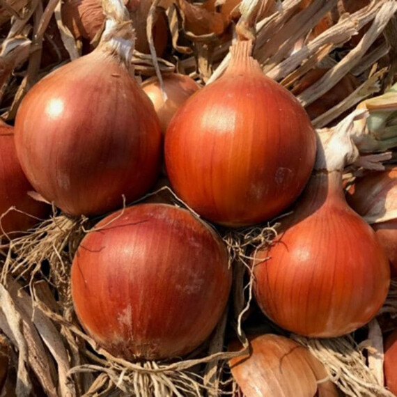 Аттика F1 Cora Seeds семена лука репчатого | Agriks