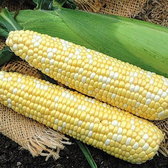 Биколор F1 МНАГОР cемена кукурузы сахарной, Фасовка: Проф упаковка 50 шт | Agriks