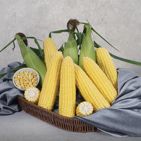 Хан F1 May Seeds насіння кукурудзи цукрової (солодкої) Sh2, Фасовка: Проф упаковка 500 г | Agriks