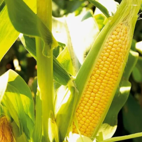 Камук F1 Clause насіння кукурудзи цукрової Sh2 | Agriks