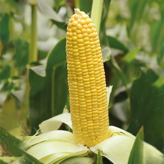Карамело F1 May Seeds семена кукурузы сахарной (сладкой) Sh2, Фасовка: Проф упаковка 5 000 шт | Agriks