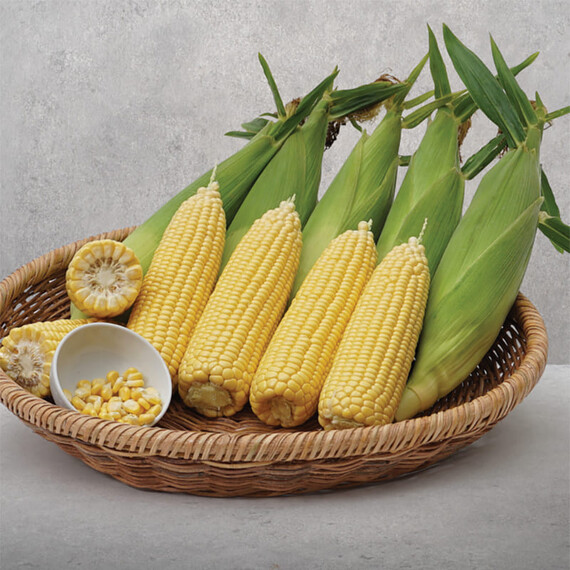 Вега F1 May Seeds семена кукурузы сахарной (сладкой) Sh2, Фасовка: Проф упаковка 500 г | Agriks