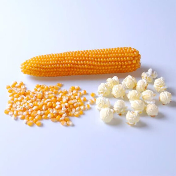 Саммер F1 Spark Seeds семена кукурузы попкорн, Фасовка: Проф упаковка 2 500 шт | Agriks