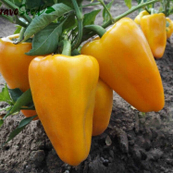 Дворана Moravoseed семена перца, Фасовка: Проф упаковка 1 кг | Agriks