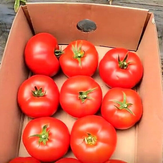 CRX 78713 F1 Cora Seeds семена томата индетерминантного | Agriks