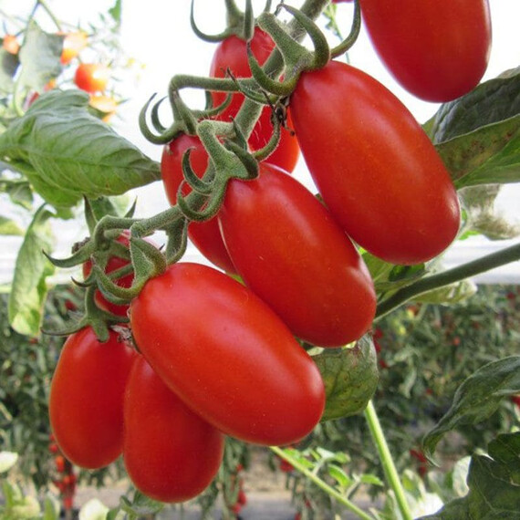Цукерино F1 Cora Seeds семена томата индетерминантного | Agriks