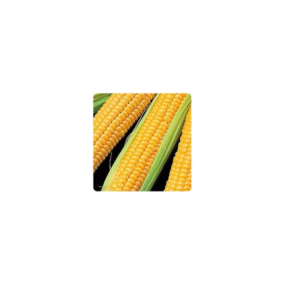 Роялти F1 Pop Vriend Seeds b.v. семена кукурузы сахарной (сладкой), Фасовка: Проф упаковка 100 000 шт | Agriks
