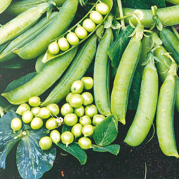 Преладо Syngenta семена гороха, Фасовка: Мини упаковка 10 г | Agriks