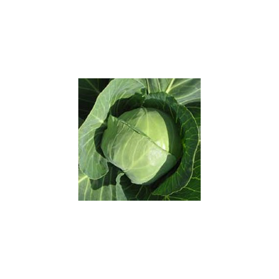 Престар F1 Takii Seed семена капусты б/к , Фасовка: Проф упаковка 2 500 шт | Agriks