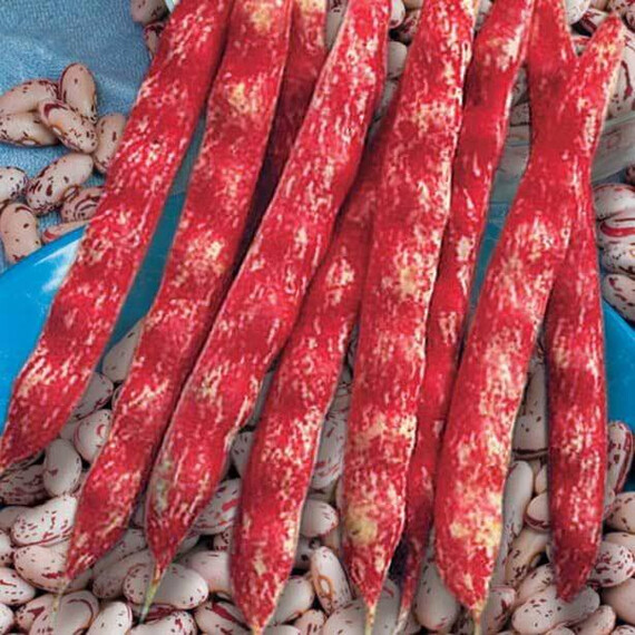 Семена фасоли розово-белой Стрегонта Hortus от 100 г, Фасовка: Проф упаковка 500 г | Agriks