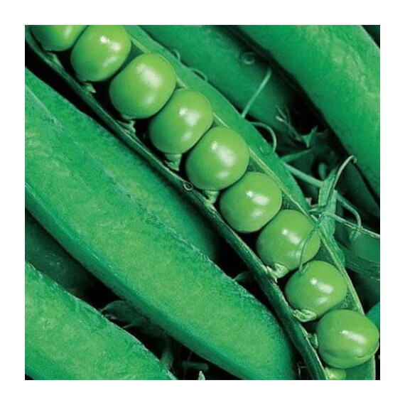 Динга Satimex семена гороха, Фасовка: Проф упаковка 250 г | Agriks
