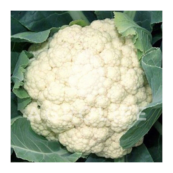 Іглу Hortus насіння капусти цвітної, Фасовка: Проф упаковка 50 г | Agriks
