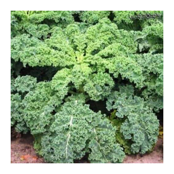 Кале Hortus семена капусты листовой, Фасовка: Проф упаковка 100 г | Agriks