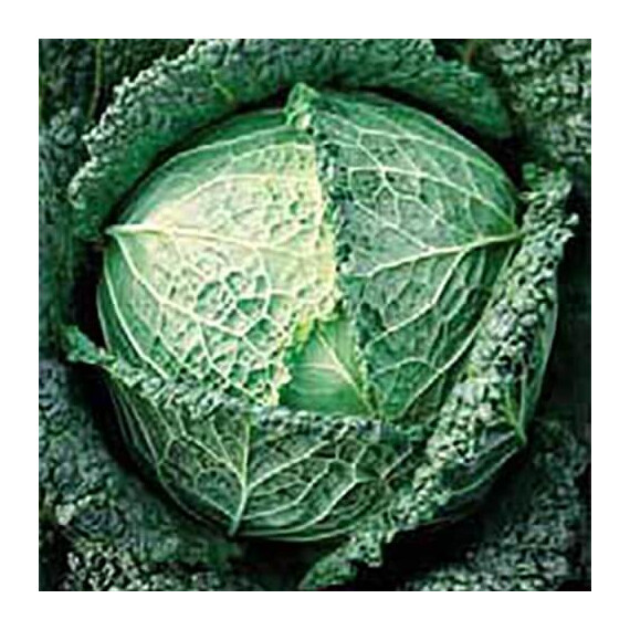 Вертю Satimex насіння капусти савойської, Фасовка: Проф упаковка 100 г | Agriks