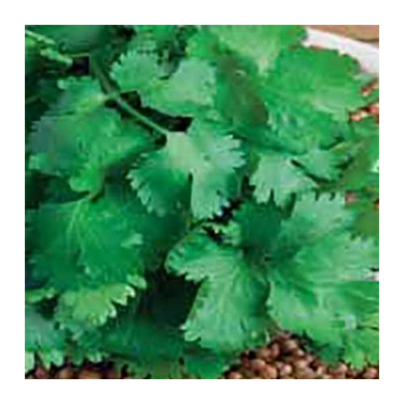 Американо Sais cемена кориандра (кинзы), Фасовка: Проф упаковка 100 г | Agriks