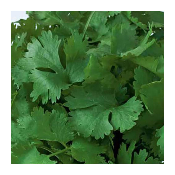 Мароканский Hortus cемена кориандра (кинзы), Фасовка: Проф упаковка 100 г | Agriks