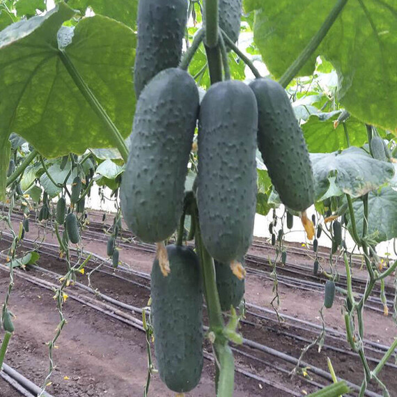 Семена огурца Такери (КС 70) F1 Kitano Seeds от 250 шт, Фасовка: Проф упаковка 250 шт | Agriks