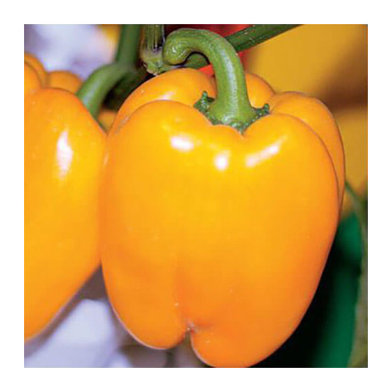 Семена перца Кунео еллоу Hortus от 10 г, Фасовка: Проф упаковка 10 г | Agriks