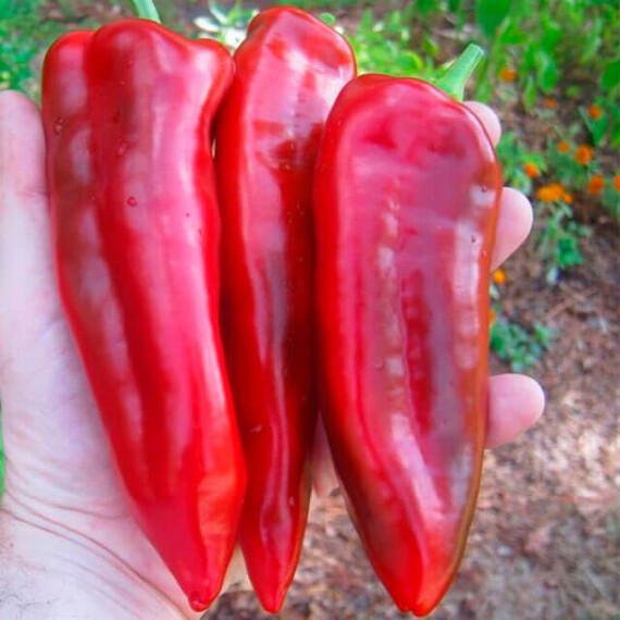 Семена перца Маркони ред Hortus от 10 г, Фасовка: Проф упаковка 10 г | Agriks