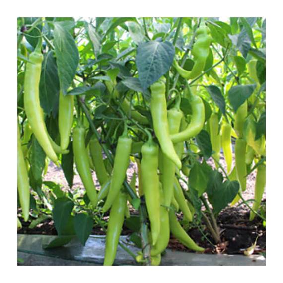 Насіння перцю гострого КС 65 F1 Kitano Seeds від 100 шт | Agriks