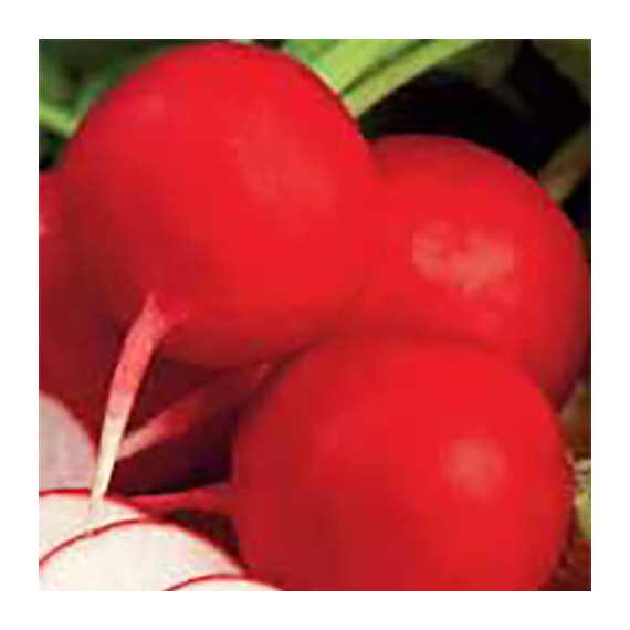 Насіння редиски Червоний Гігант Satimex 250 г, Фасовка: Проф упаковка 250 г | Agriks