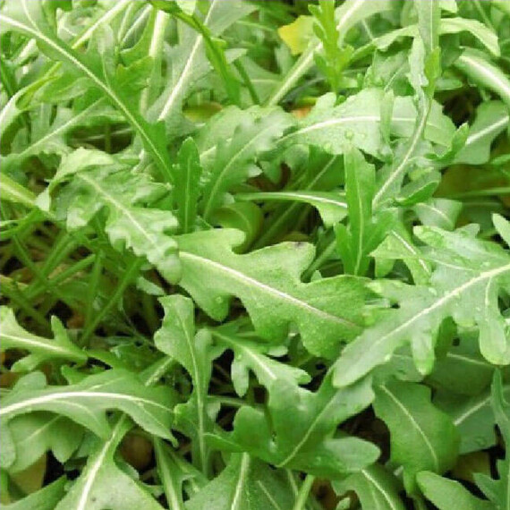 Насіння руколи Вайлд Рокет Hortus від 50 г, Фасовка: Проф упаковка 50 г | Agriks
