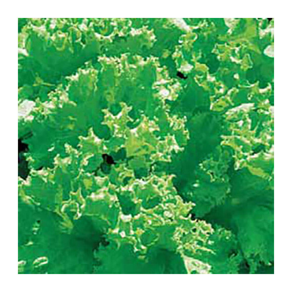 Семена салата Лолло Бионда Hortus от 50 г, Фасовка: Проф упаковка 50 г | Agriks
